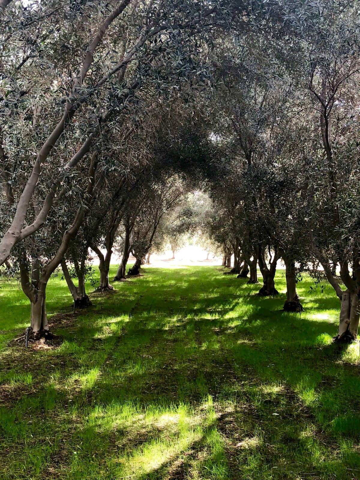 Things to do in Temecula Valley - Temecula Olive Oil Company | Peace Love and Low Carb